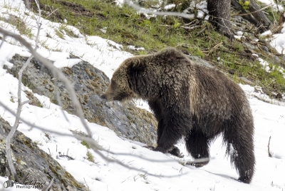 Grizzly Jam in Pelican Valley YNP 2025